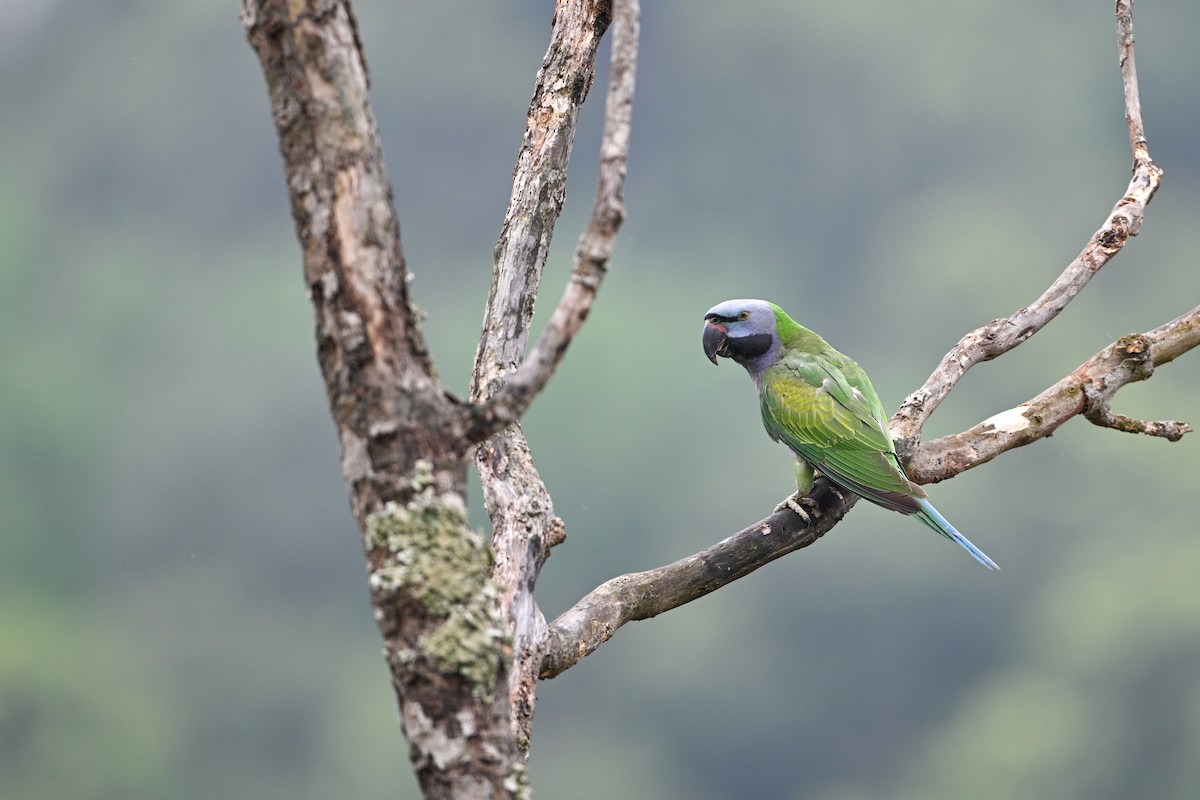 Derbyan Parakeet - ML634917226