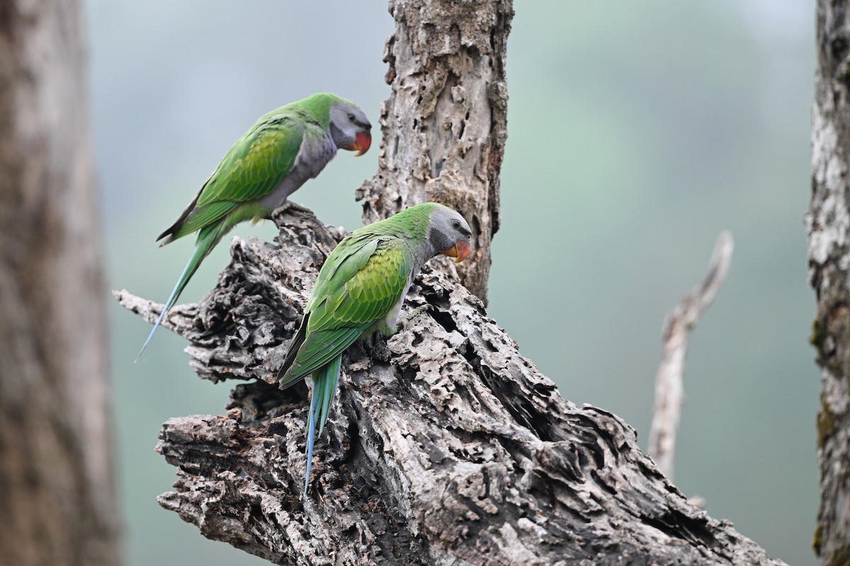 Derbyan Parakeet - ML634917227