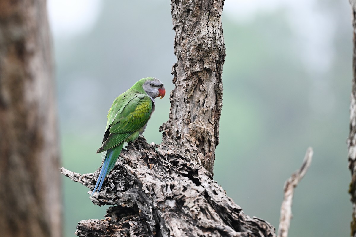 Derbyan Parakeet - ML634917228