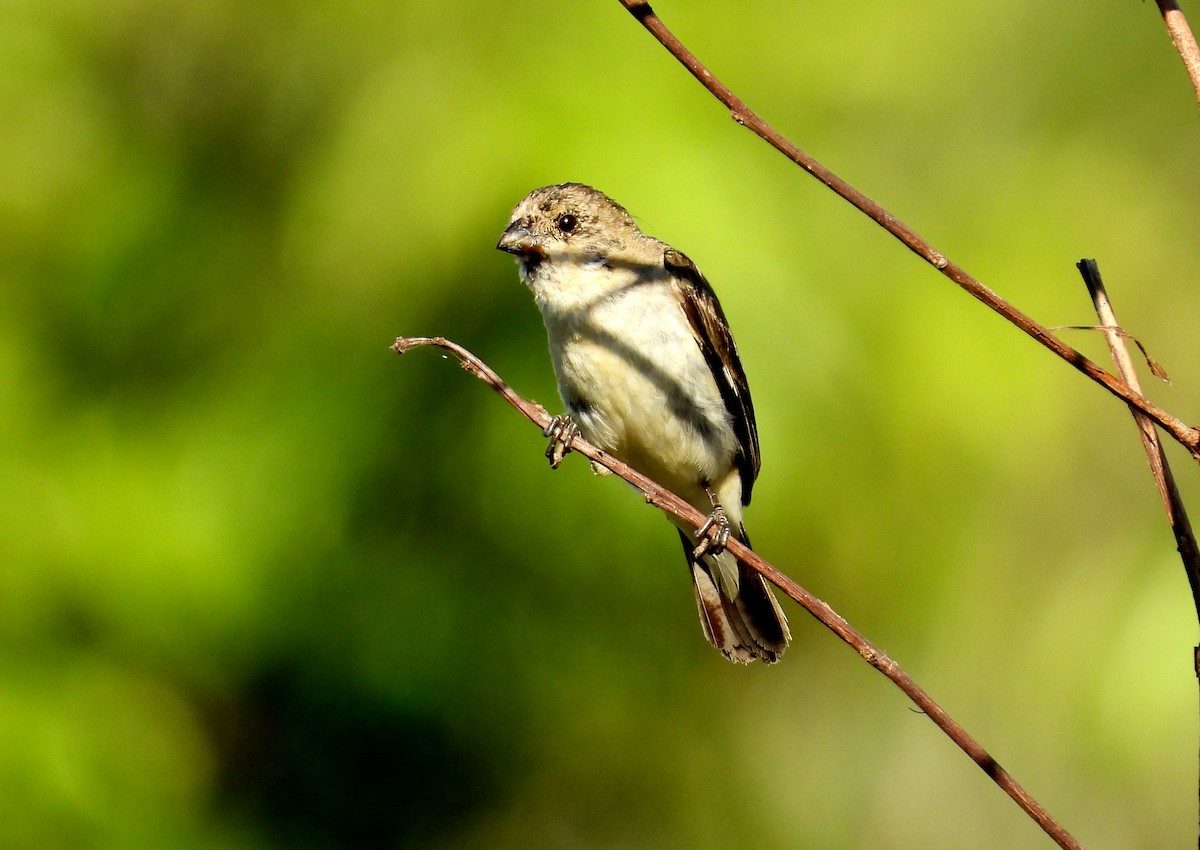 Pearly-bellied Seedeater - ML634917356