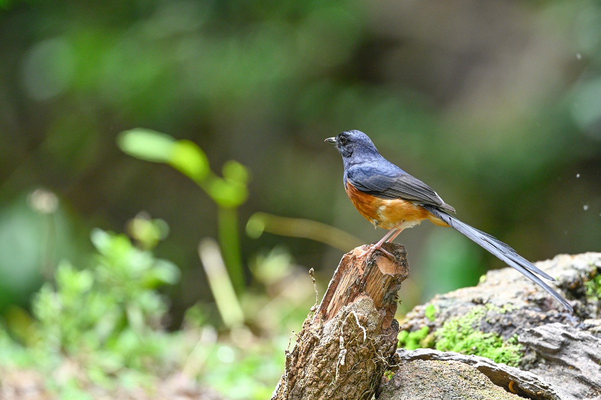 White-rumped Shama - ML634917479