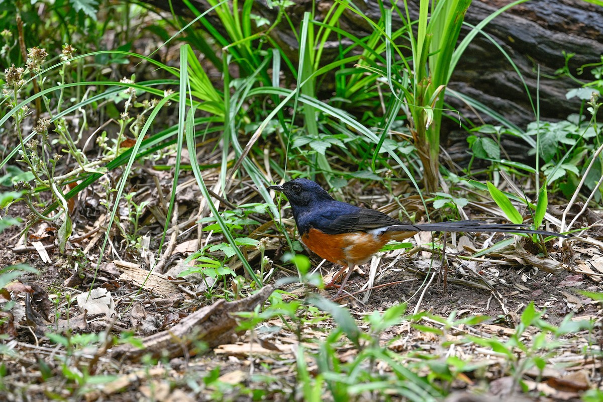 White-rumped Shama - ML634917480
