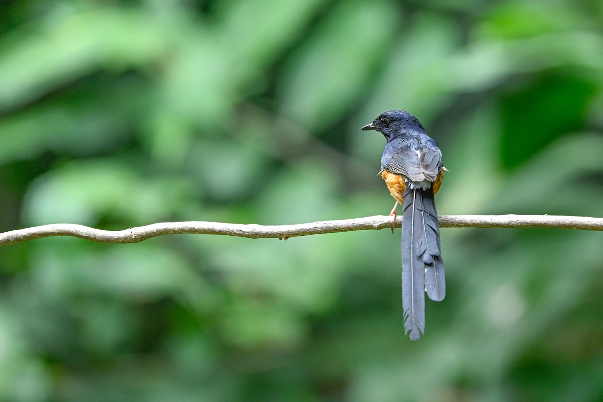 White-rumped Shama - ML634917481