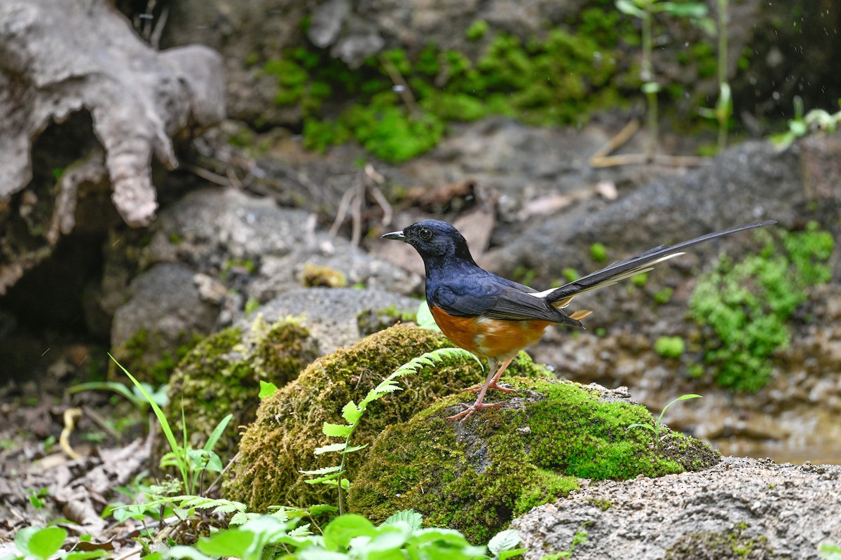 White-rumped Shama - ML634917482
