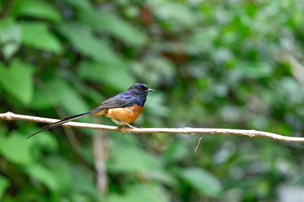 White-rumped Shama - ML634917483