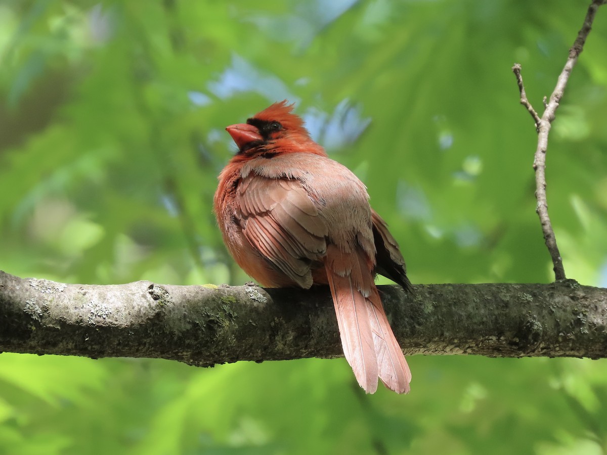 Cardinal rouge (groupe cardinalis) - ML634917495