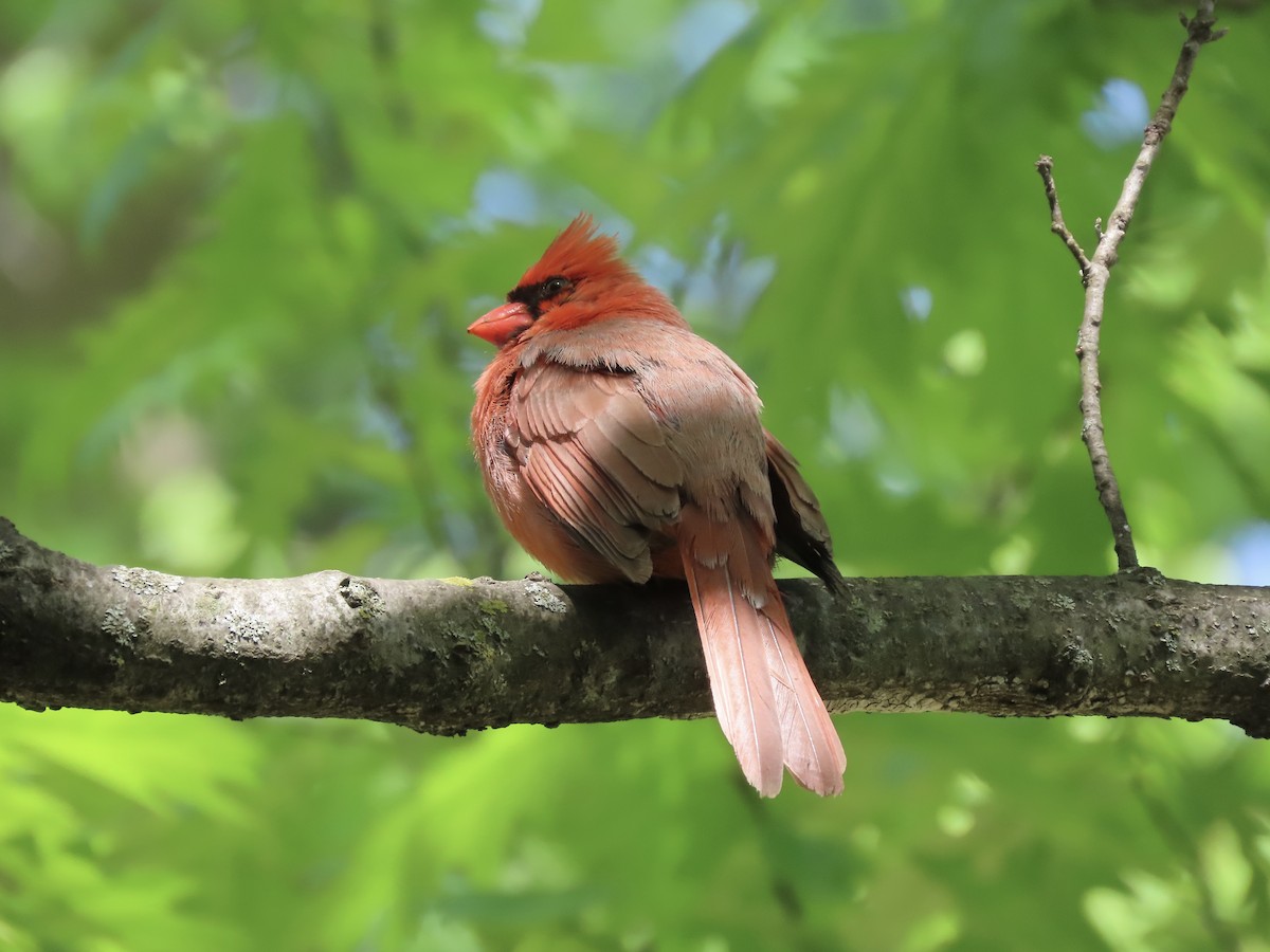 Cardinal rouge (groupe cardinalis) - ML634917496