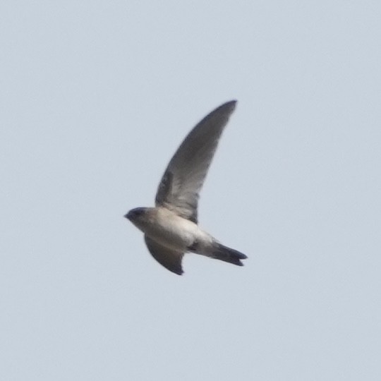 White-nest Swiftlet (Germain's) - ML634917542