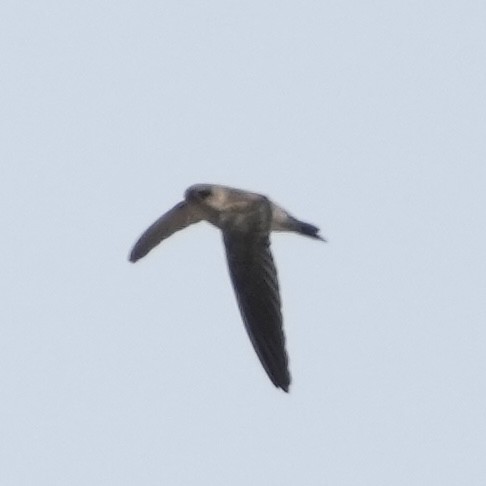 White-nest Swiftlet (Germain's) - ML634917546