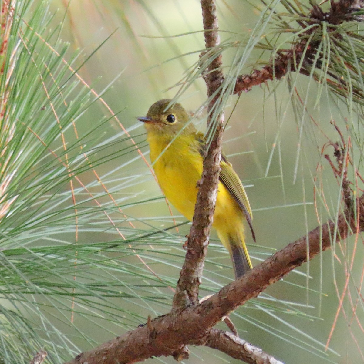 Citrine Canary-Flycatcher - ML634918075