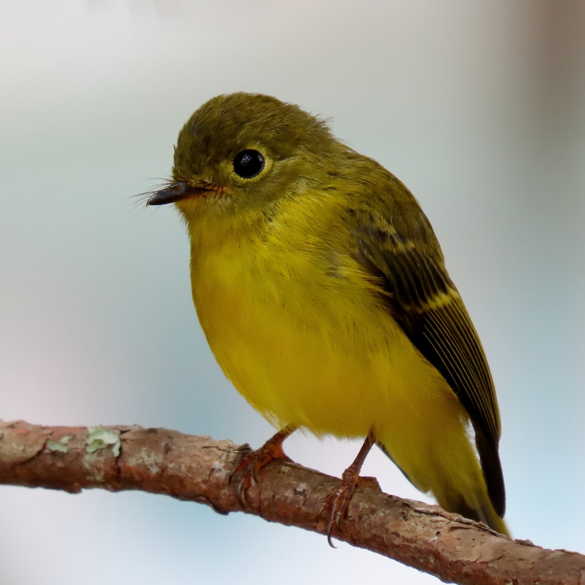 Citrine Canary-Flycatcher - ML634918076
