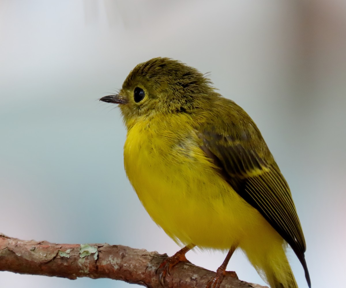 Citrine Canary-Flycatcher - ML634918077