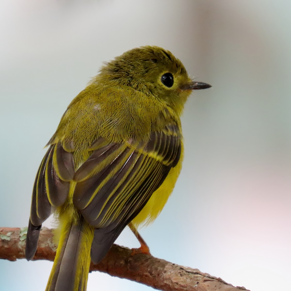 Citrine Canary-Flycatcher - ML634918078