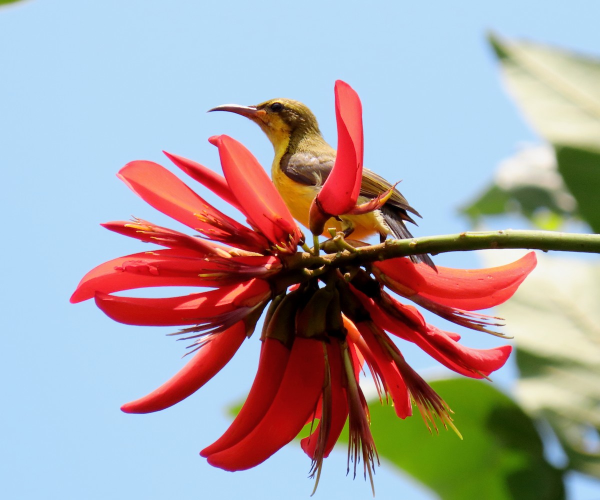 Garden Sunbird - ML634918132