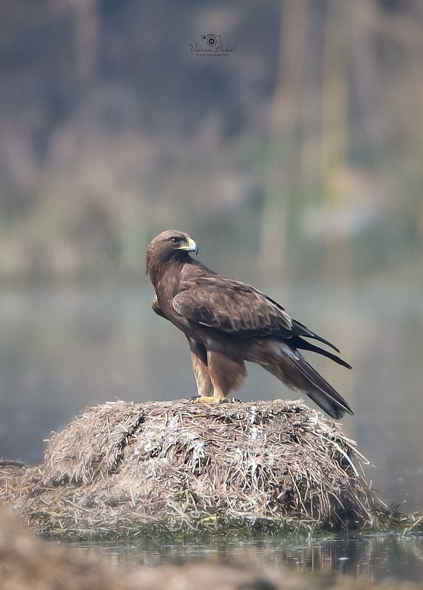 Booted Eagle - ML634918288