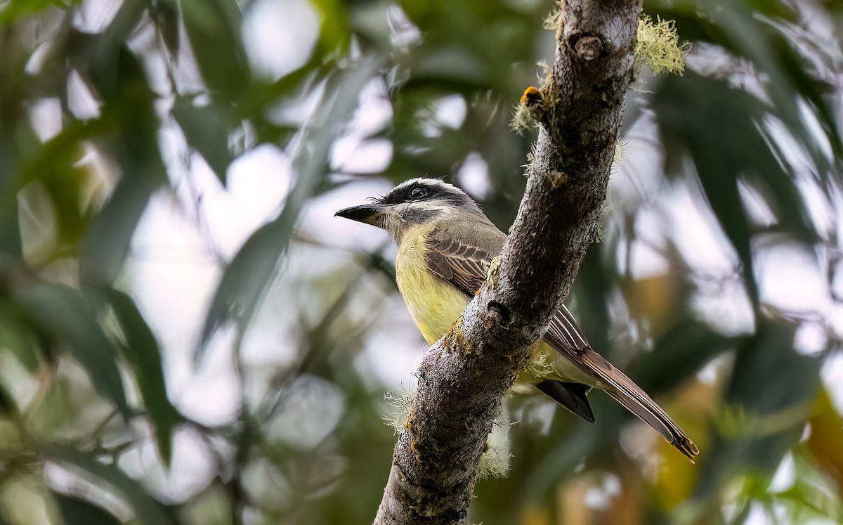 Golden-bellied Flycatcher - ML634918341