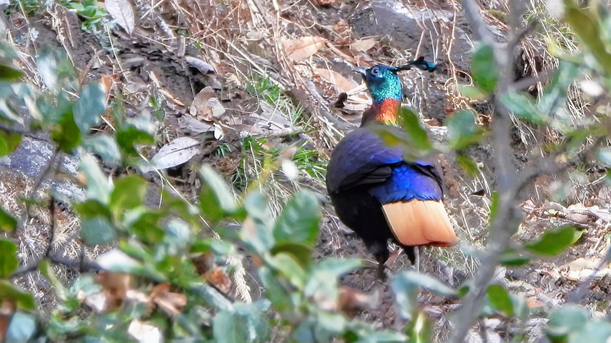 Himalayan Monal - ML634918415