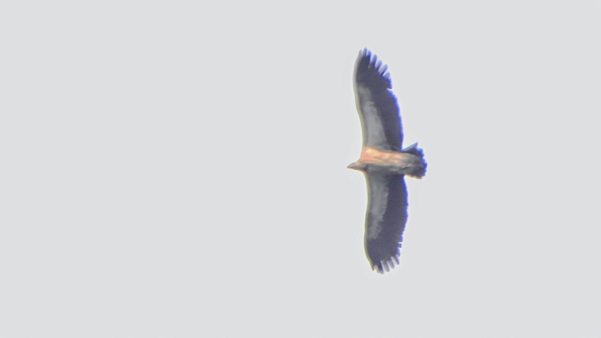 Himalayan Griffon - ML634918418