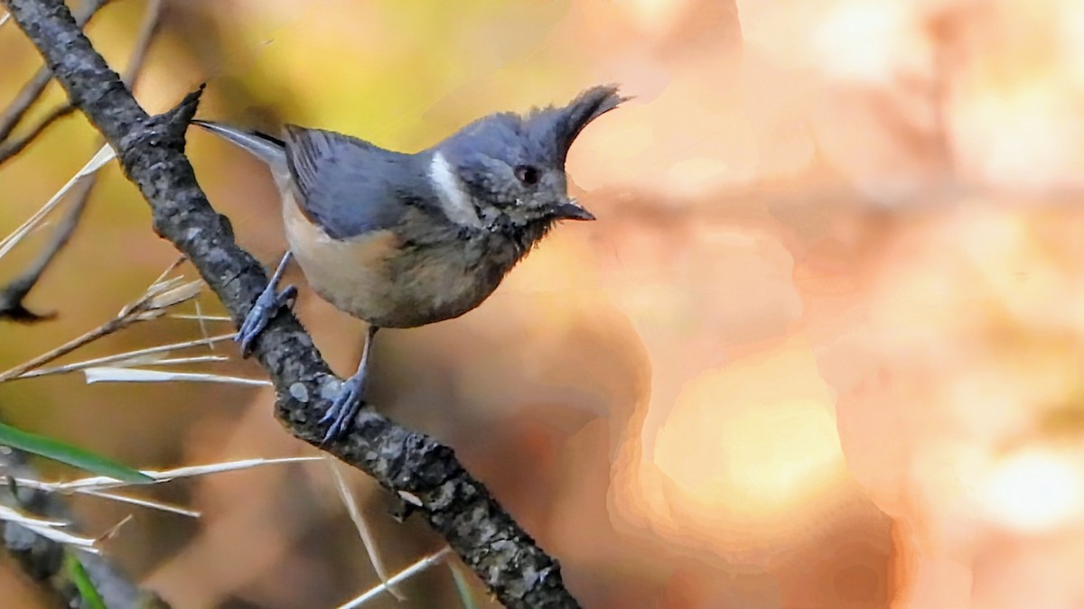 Gray-crested Tit - ML634918419