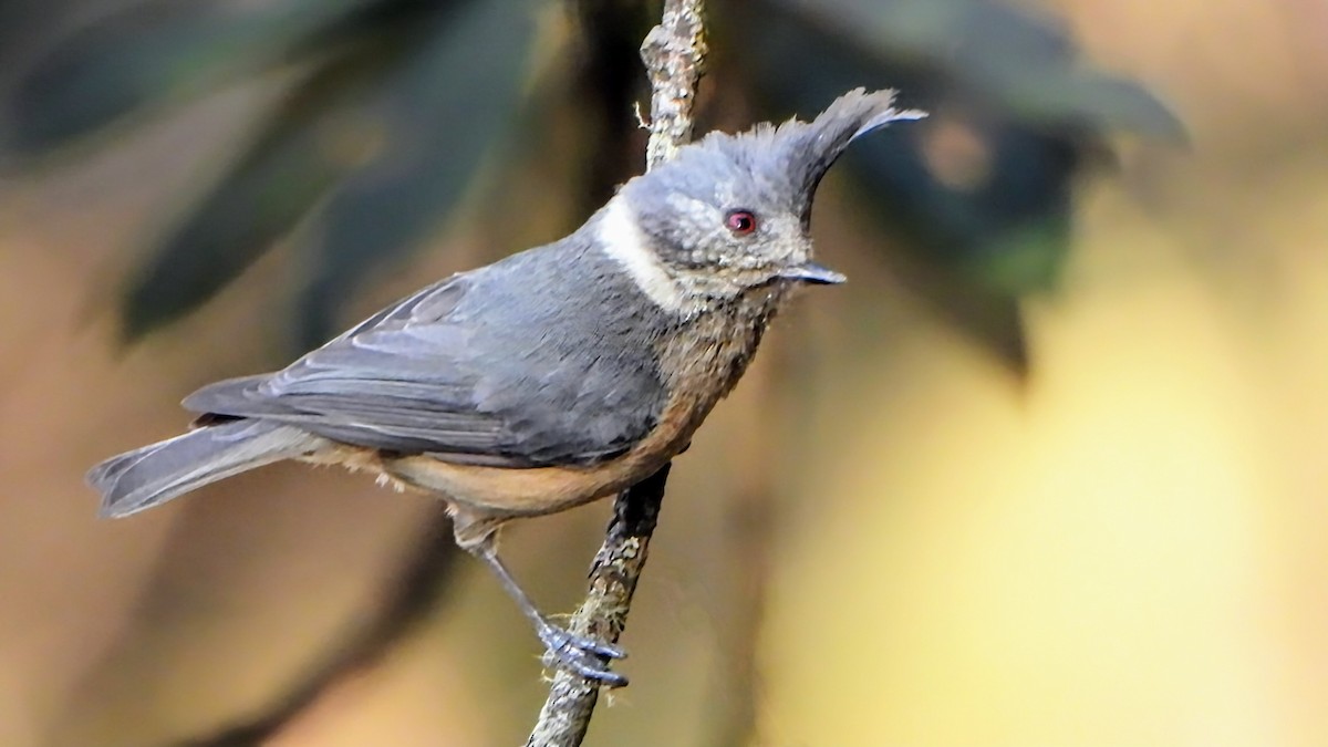 Gray-crested Tit - ML634918420