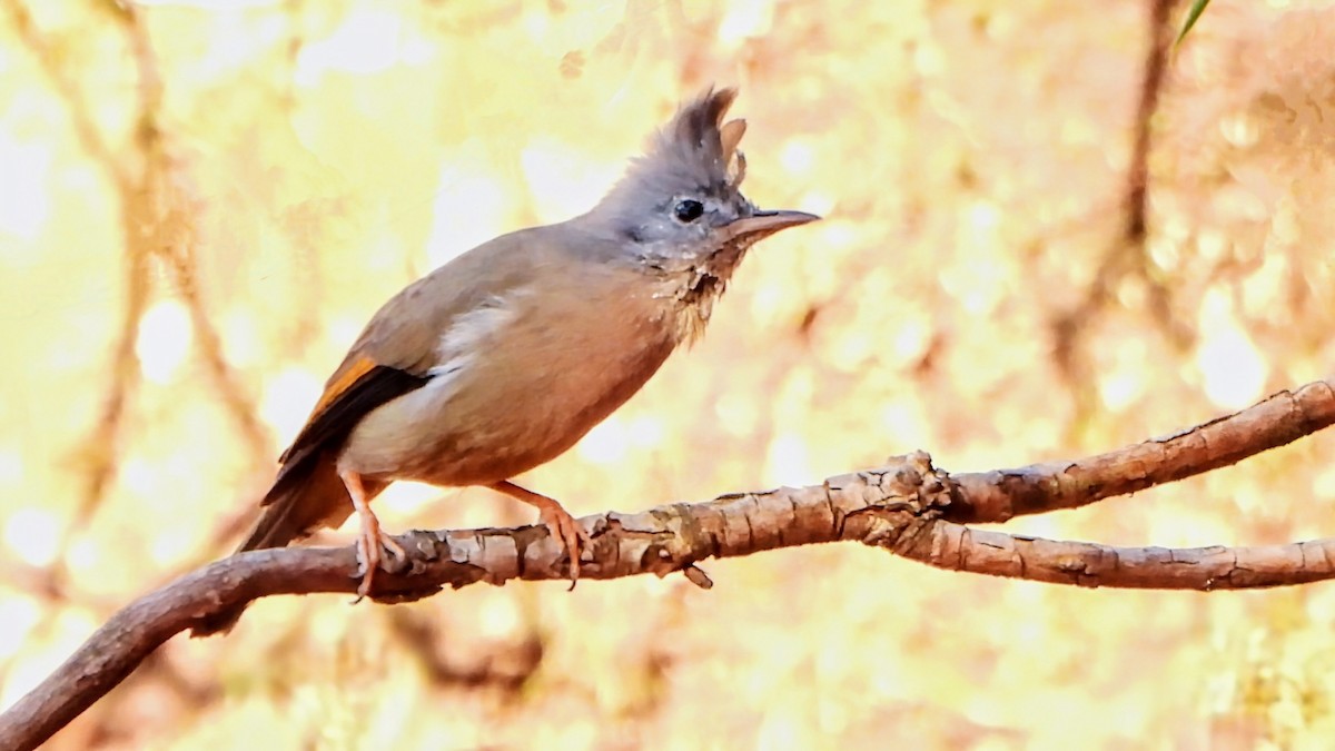 Stripe-throated Yuhina - ML634918424