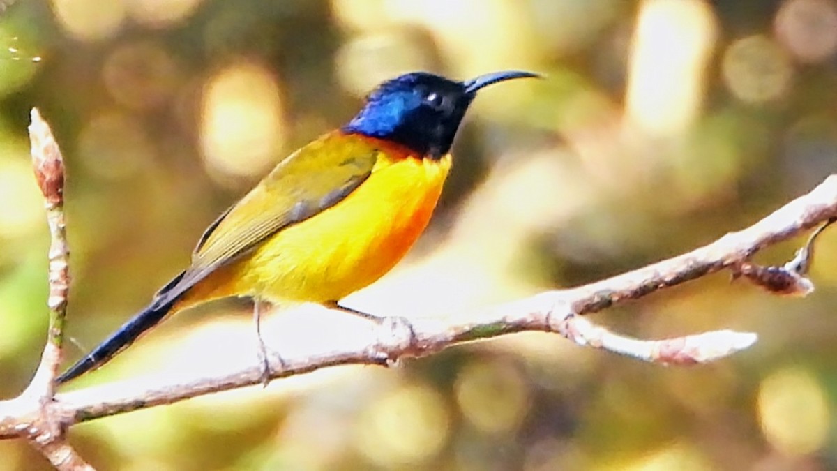 Green-tailed Sunbird - ML634918432