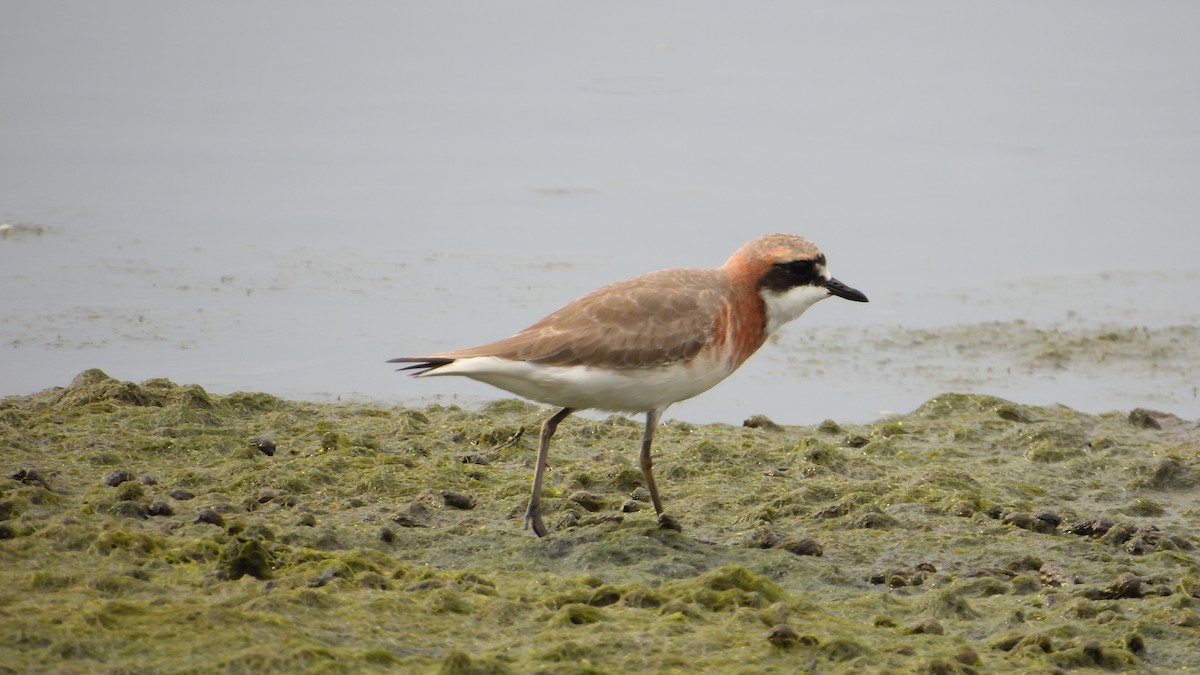 sand-plover sp. - ML634918457