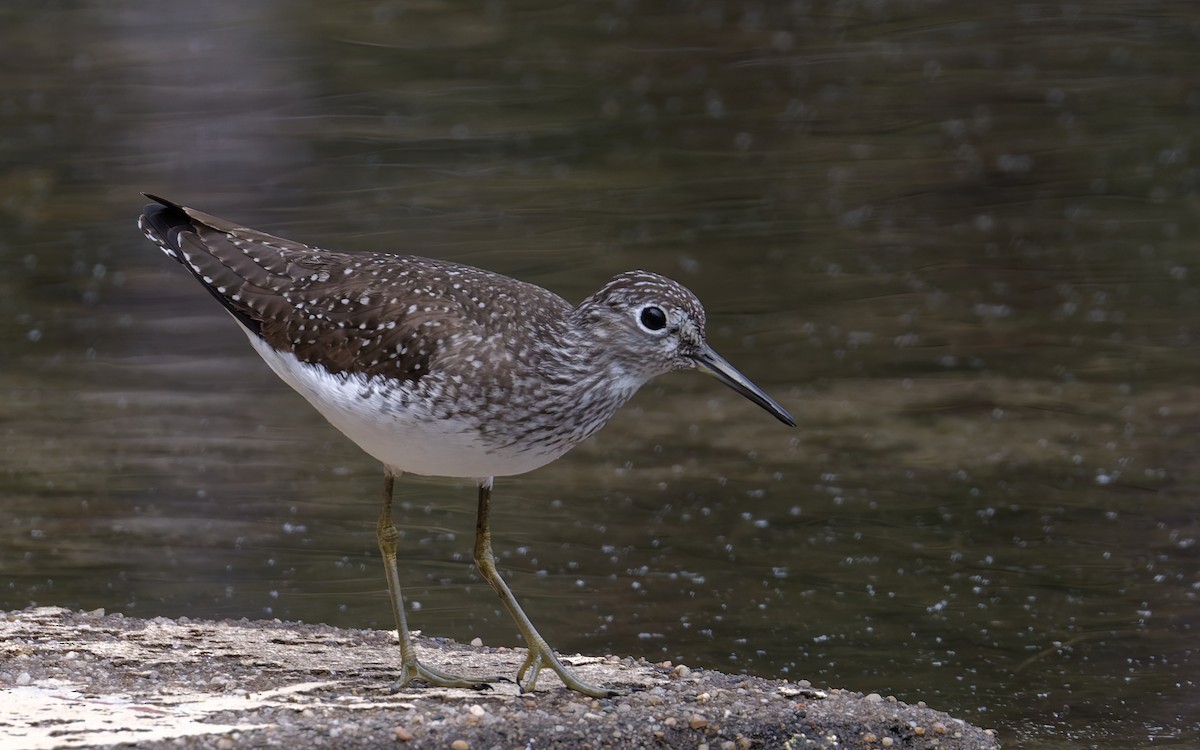 Solitary Sandpiper - ML634918471