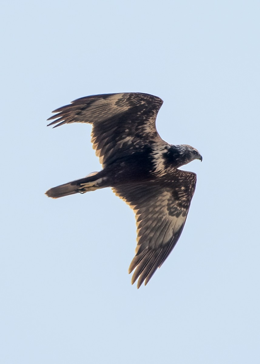 Eastern Marsh Harrier - ML634918484