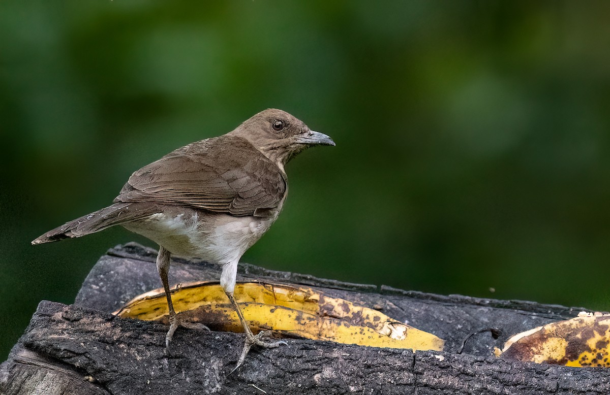 Black-billed Thrush (Drab) - ML634918571
