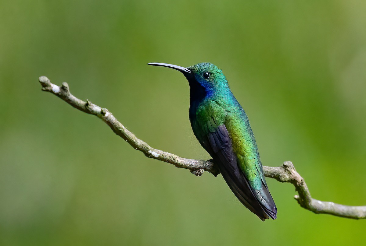 Black-throated Mango (Black-throated) - ML634918573