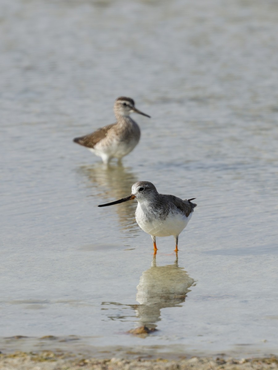 Terek kuliska - ML634918616