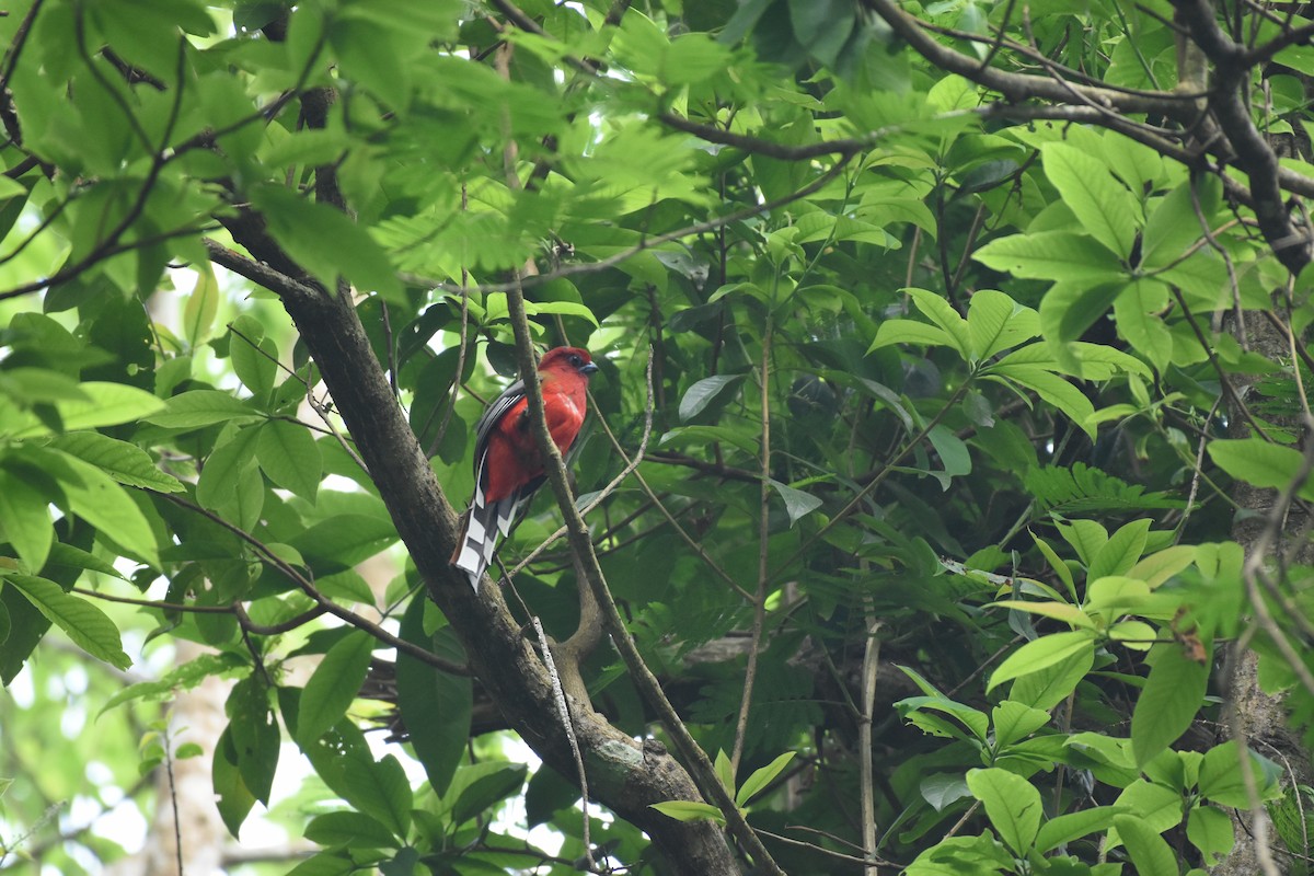 Red-headed Trogon - ML634918618