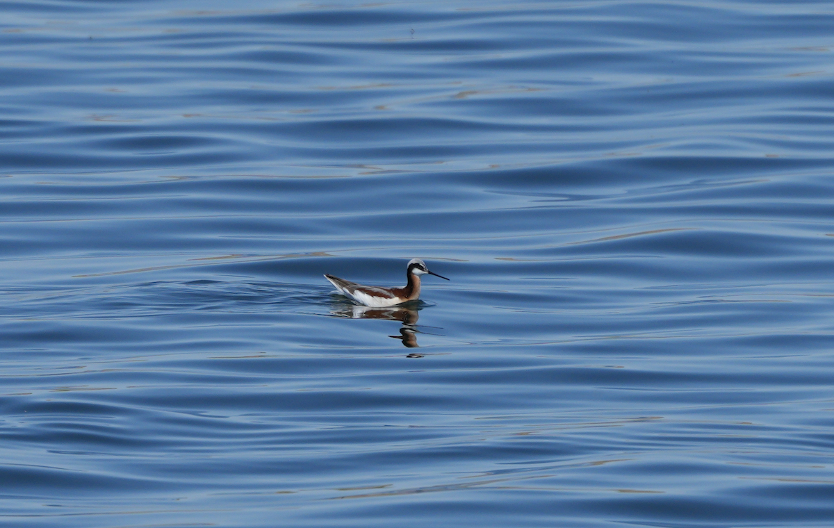 Wilson's Phalarope - ML634918635