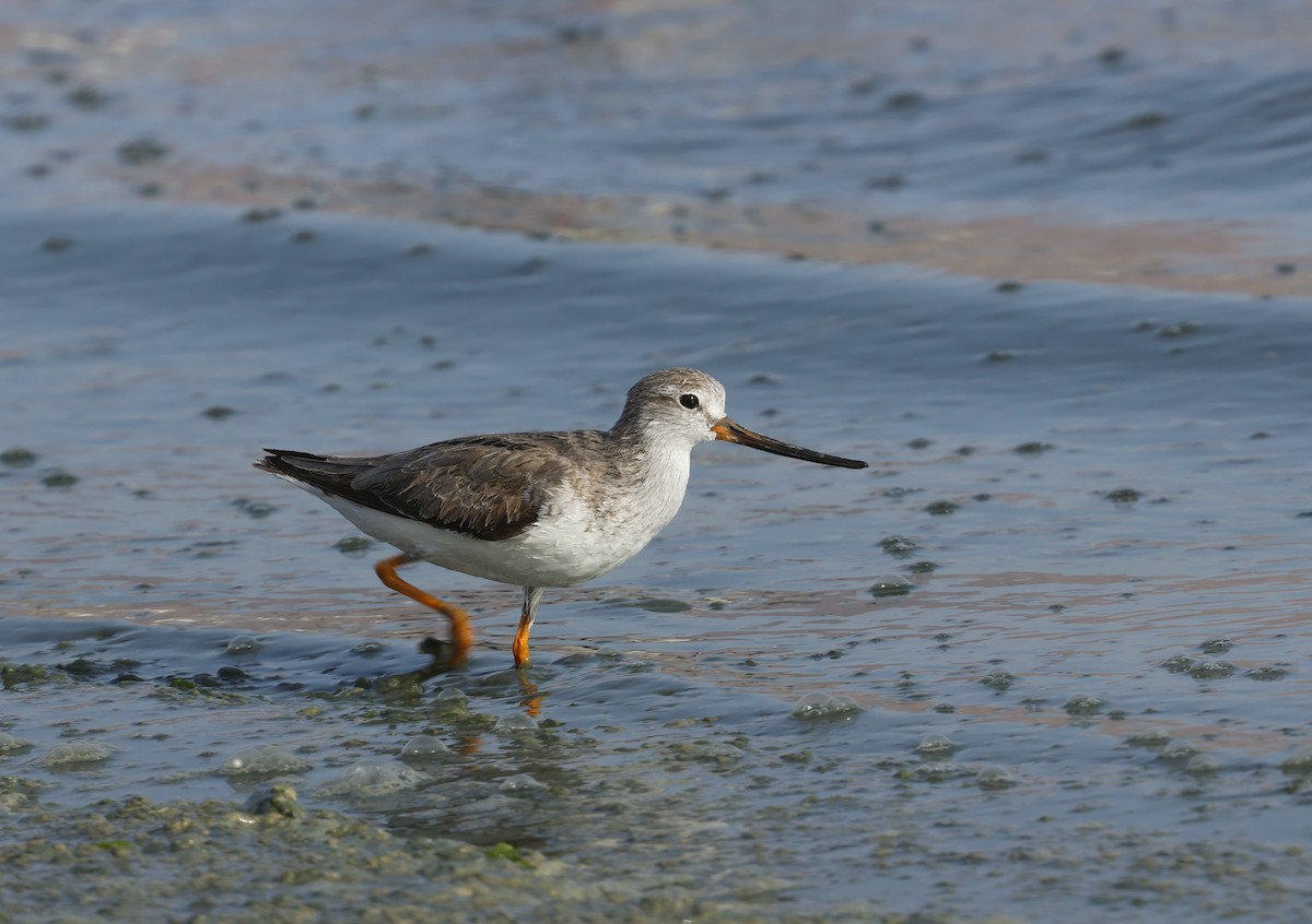 Terek kuliska - ML634918657