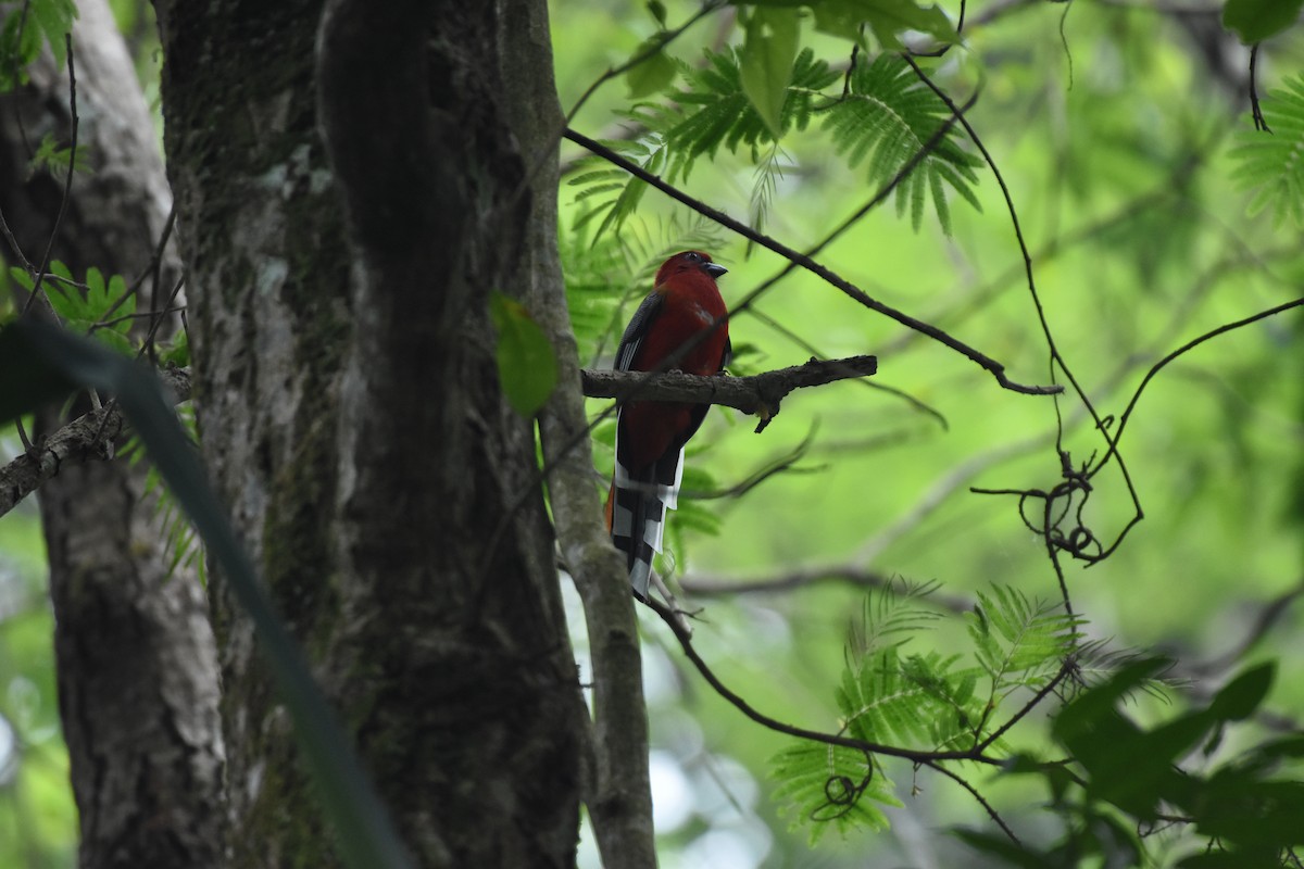 Red-headed Trogon - ML634918666