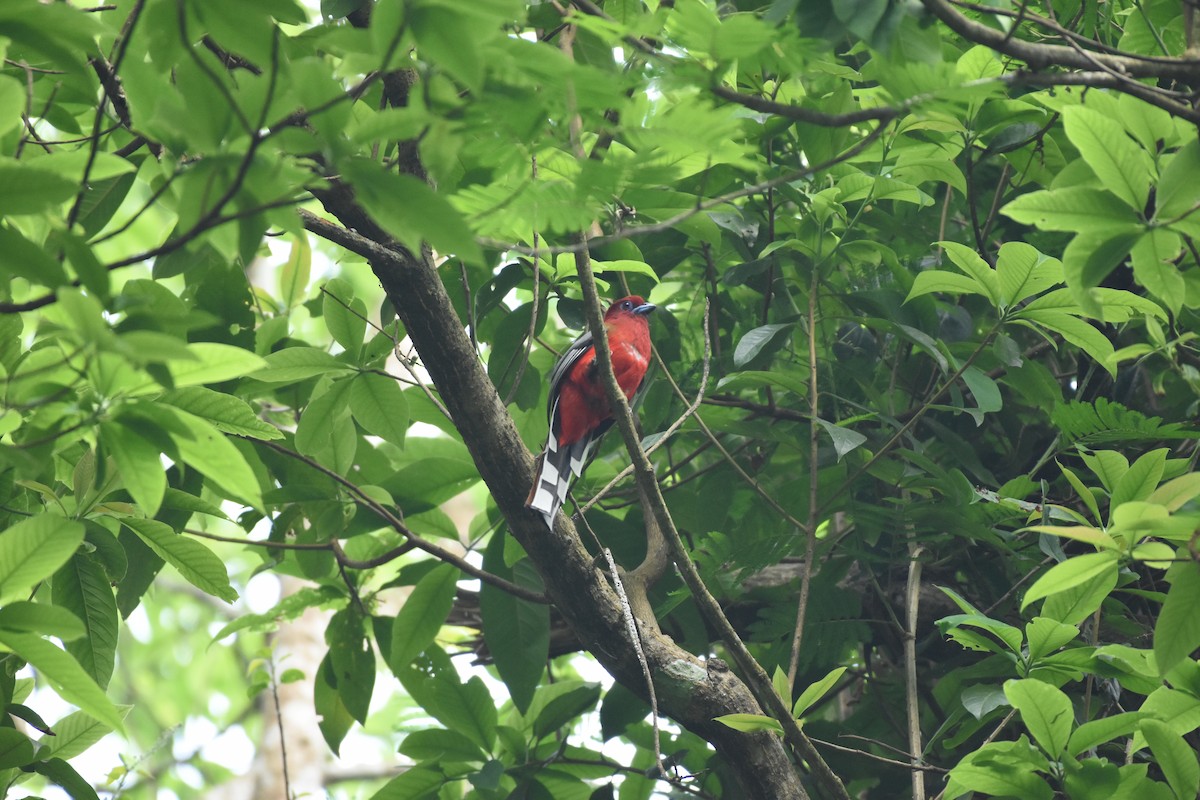 Red-headed Trogon - ML634918673