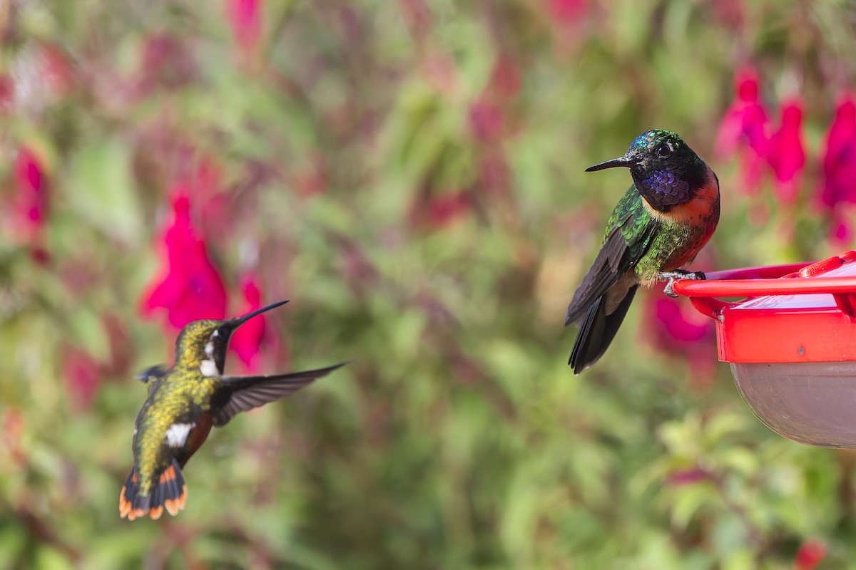 Amethyst-throated Sunangel - ML634918725