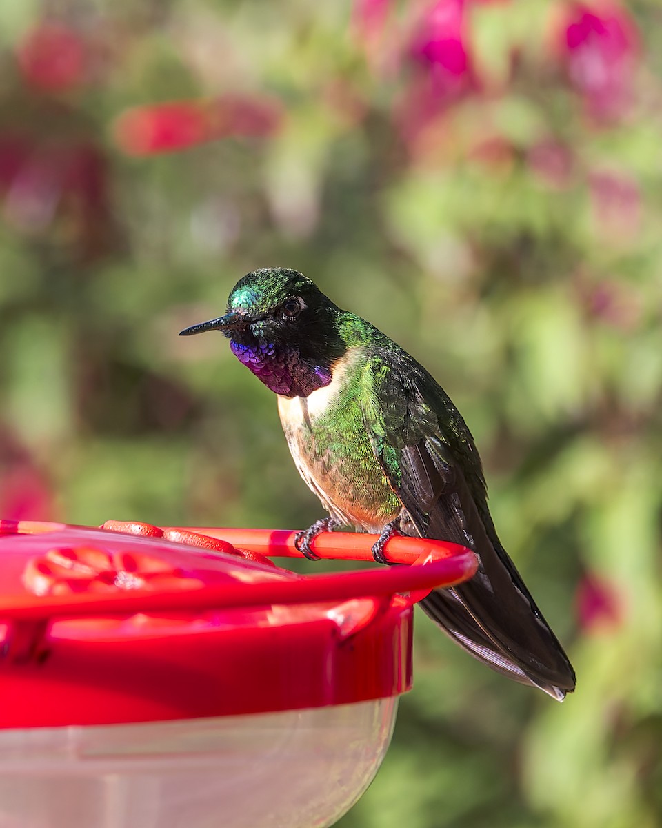 Amethyst-throated Sunangel - ML634918726