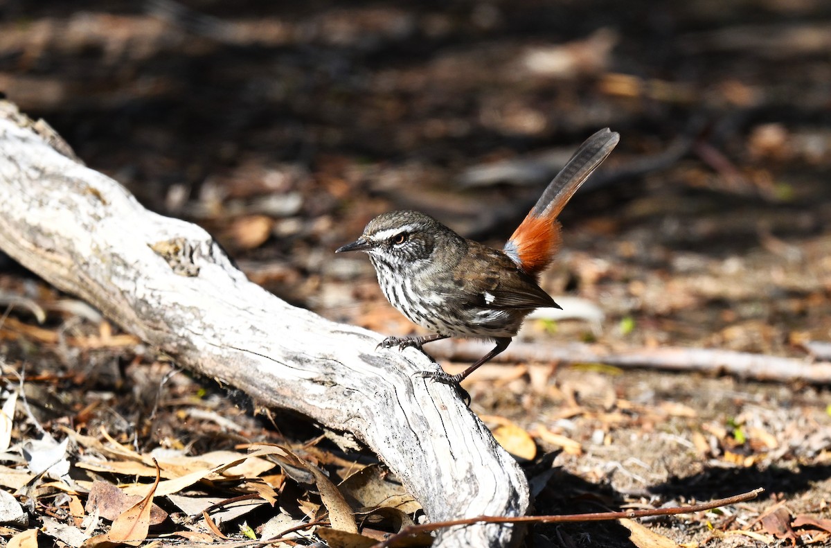 Shy Heathwren - ML634918837