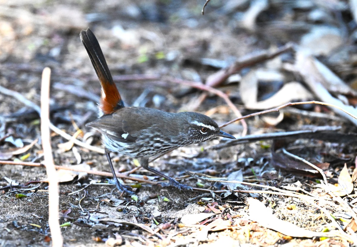 Shy Heathwren - ML634918840