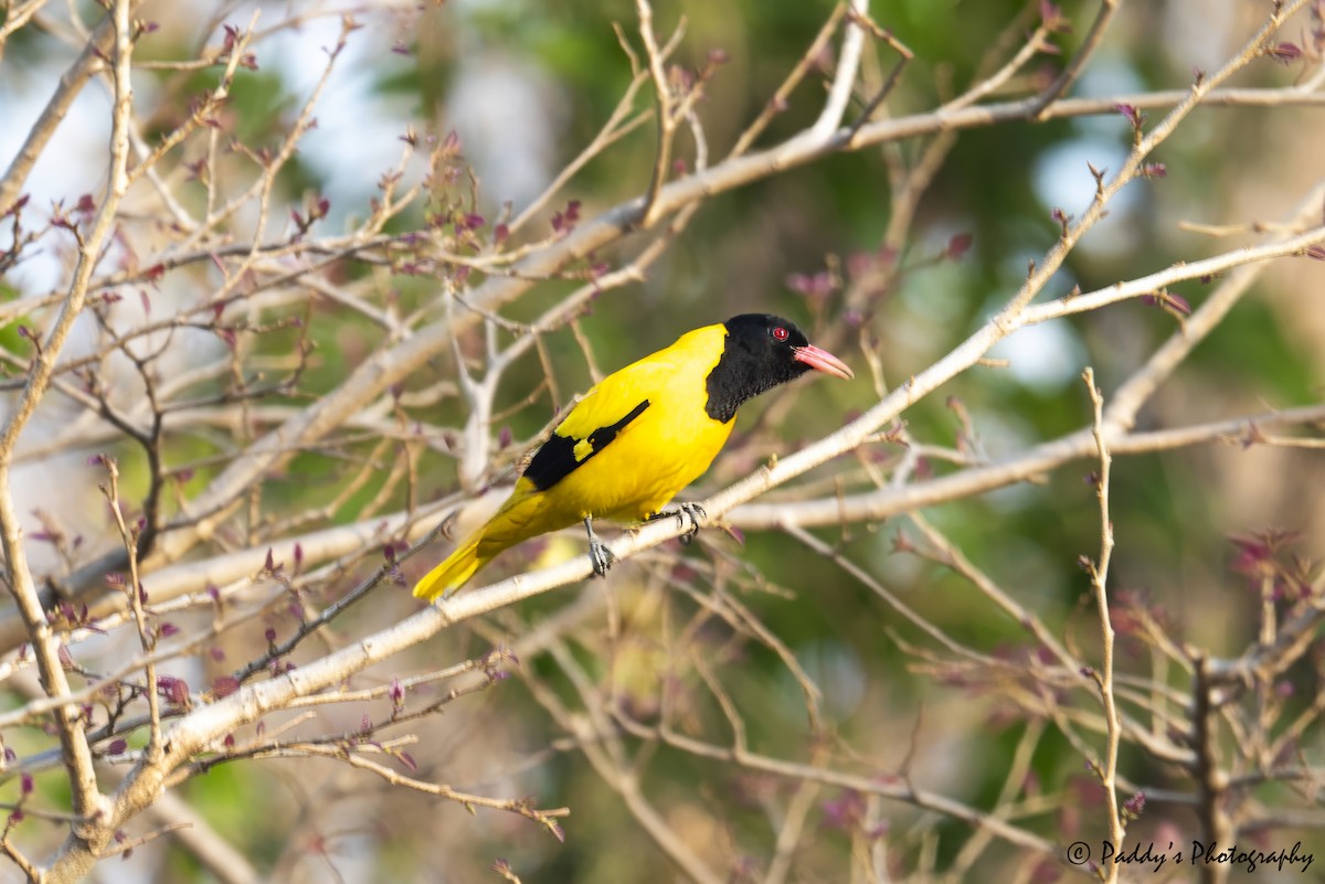 Black-hooded Oriole - ML634918881