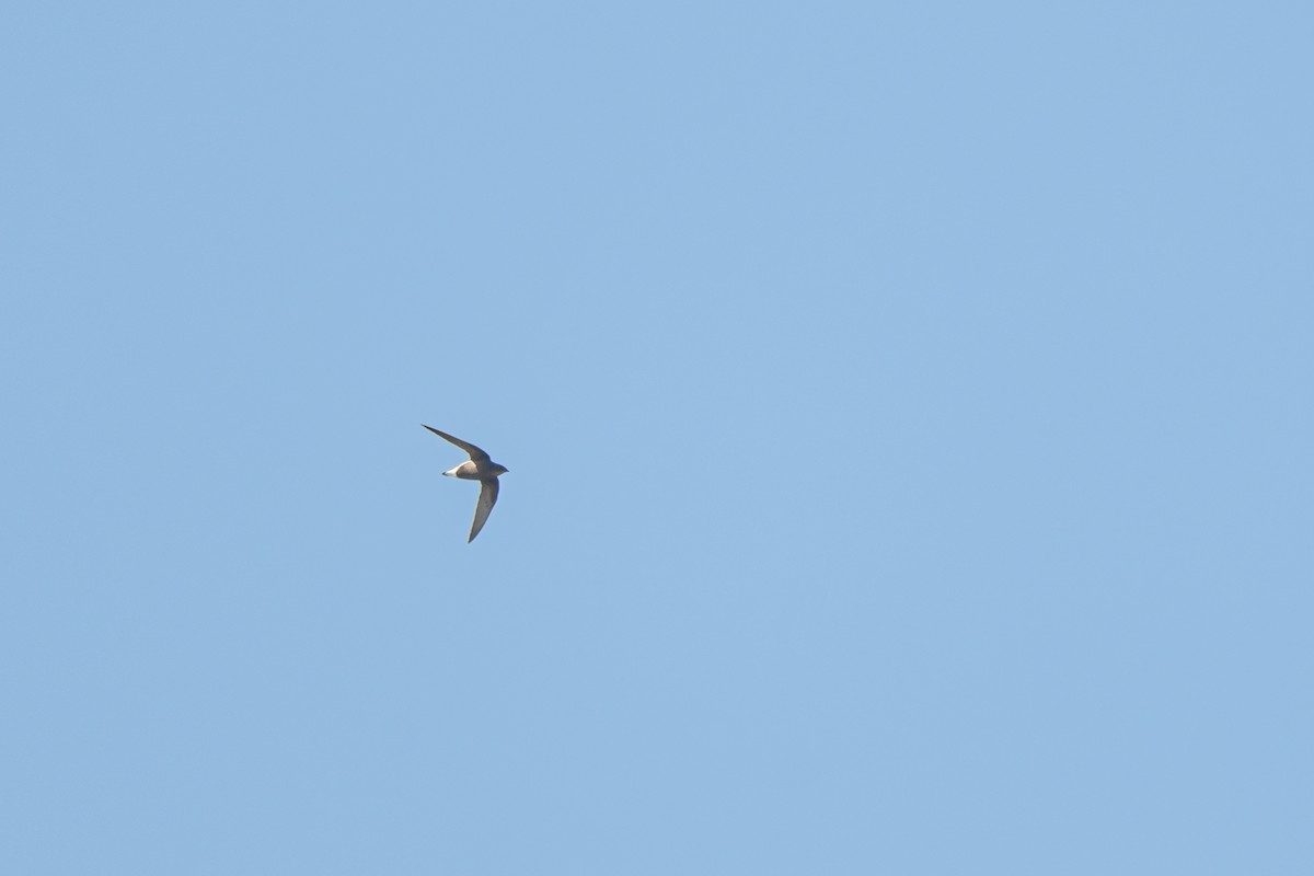 Silver-backed Needletail - ML634918886