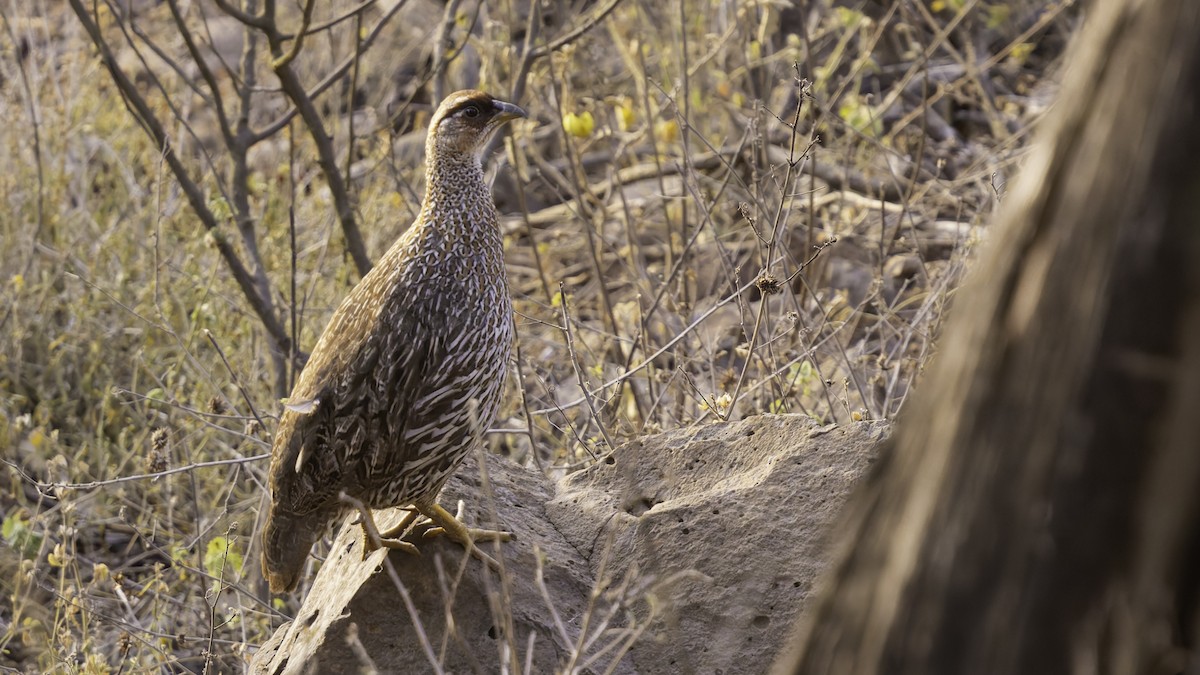 Djibouti Spurfowl - ML634918919