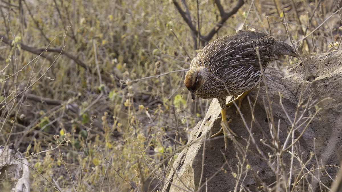Djibouti Spurfowl - ML634918920