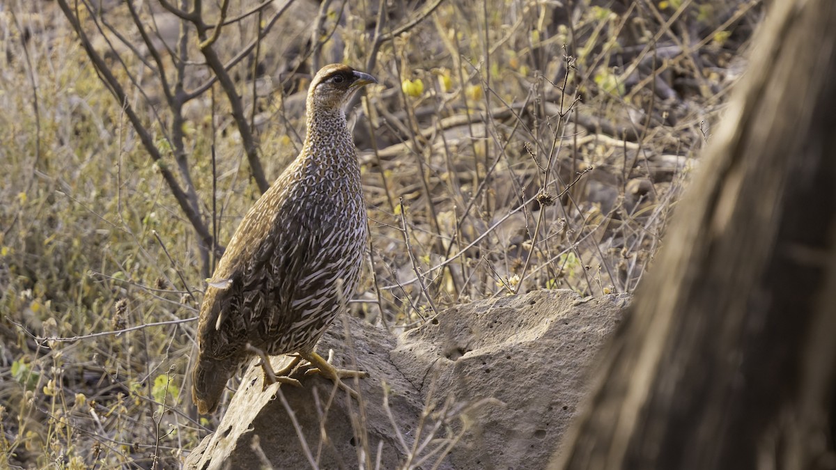 Djibouti Spurfowl - ML634918921