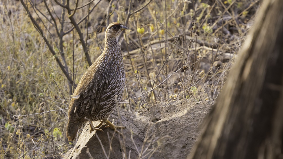 Djibouti Spurfowl - ML634918923