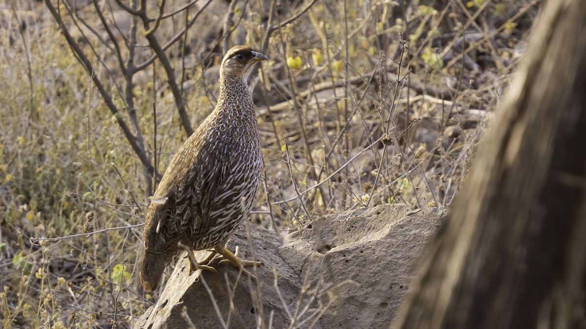Djibouti Spurfowl - ML634918924