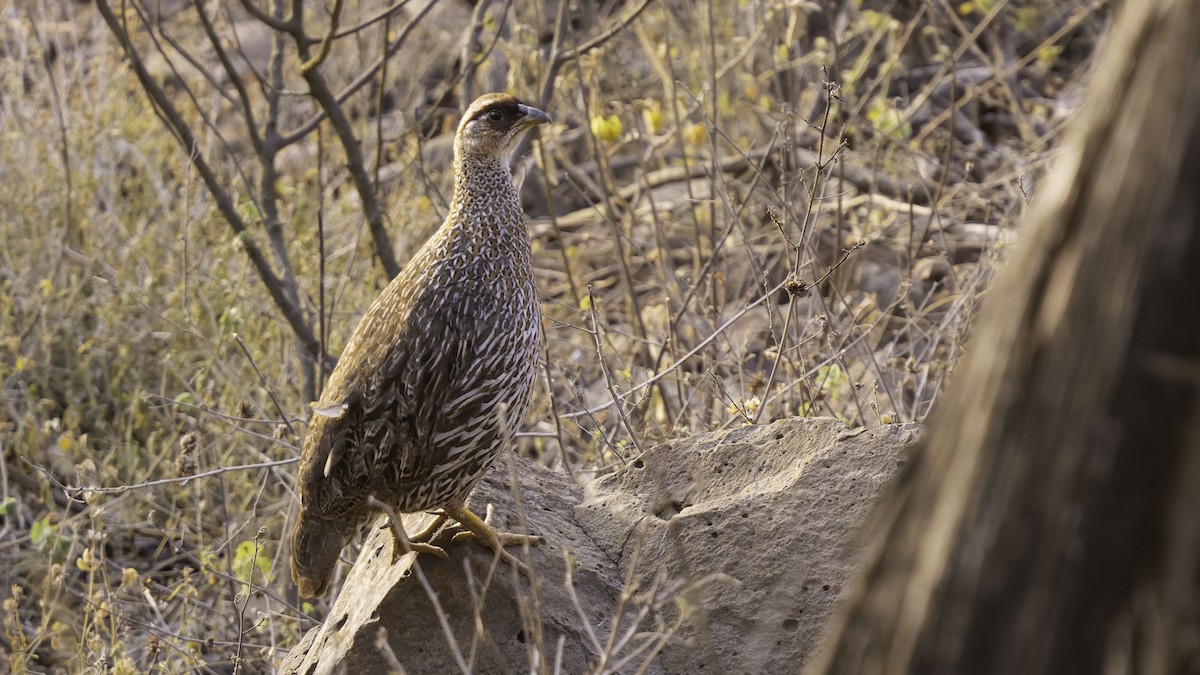 Djibouti Spurfowl - ML634918925