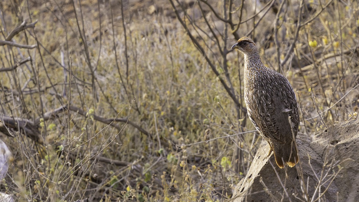 Djibouti Spurfowl - ML634918928